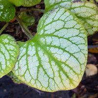 Brunnera macrophylla 'Silver Wings'